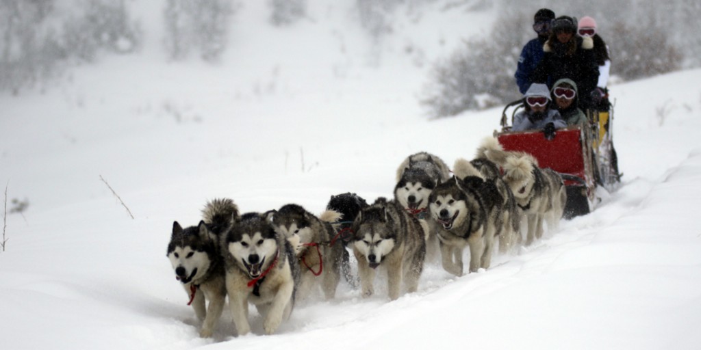 Team of husky dogs leading and pulling a sled